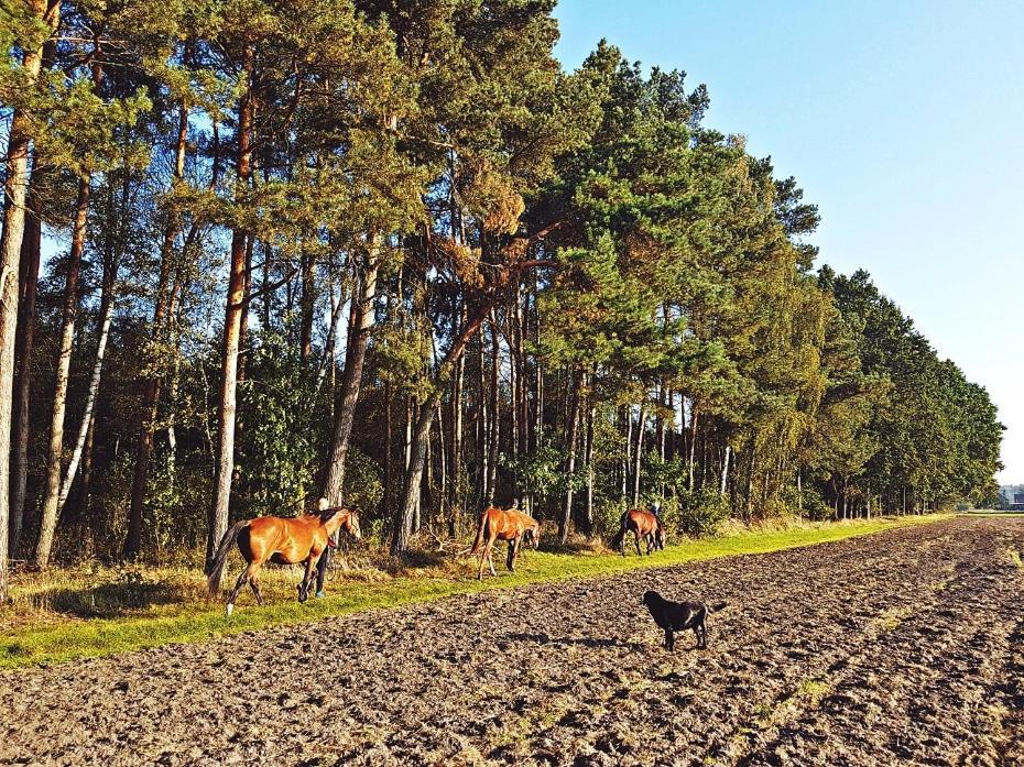 Bauernhof Pod Modrzewiami Nowy Tomyśl